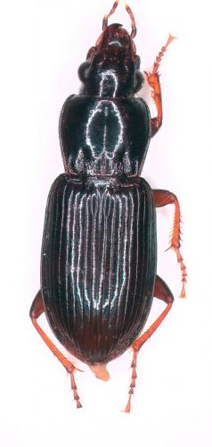 Pterostichus oenotrius